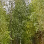 haukanniemen_kannas_r_20210919_1428.jpg